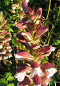 oyester plant